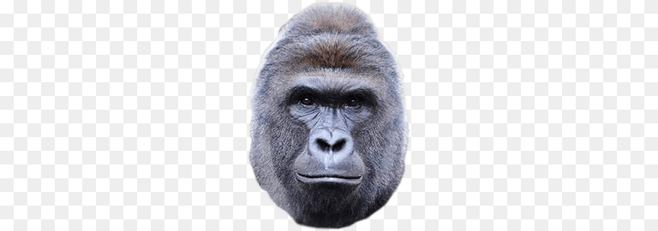 Harambe Face, Animal, Ape, Mammal, Wildlife Png Image