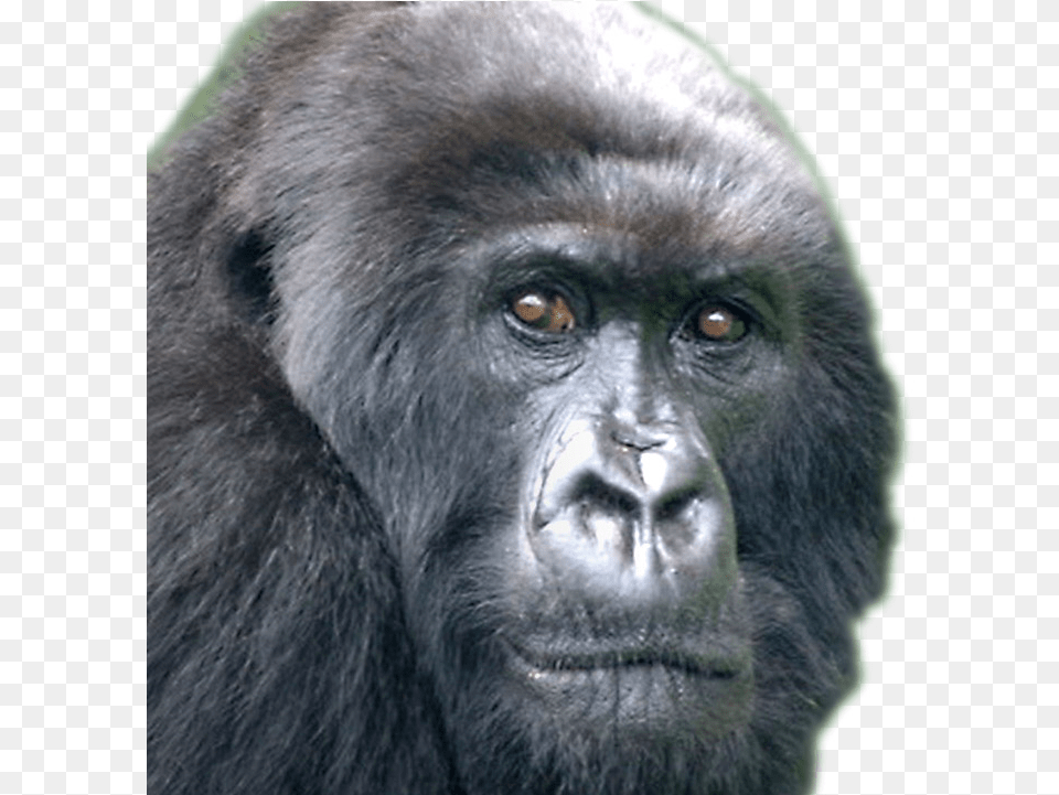 Harambe Face Harambe Gorilla Meme, Animal, Ape, Mammal, Monkey Png Image