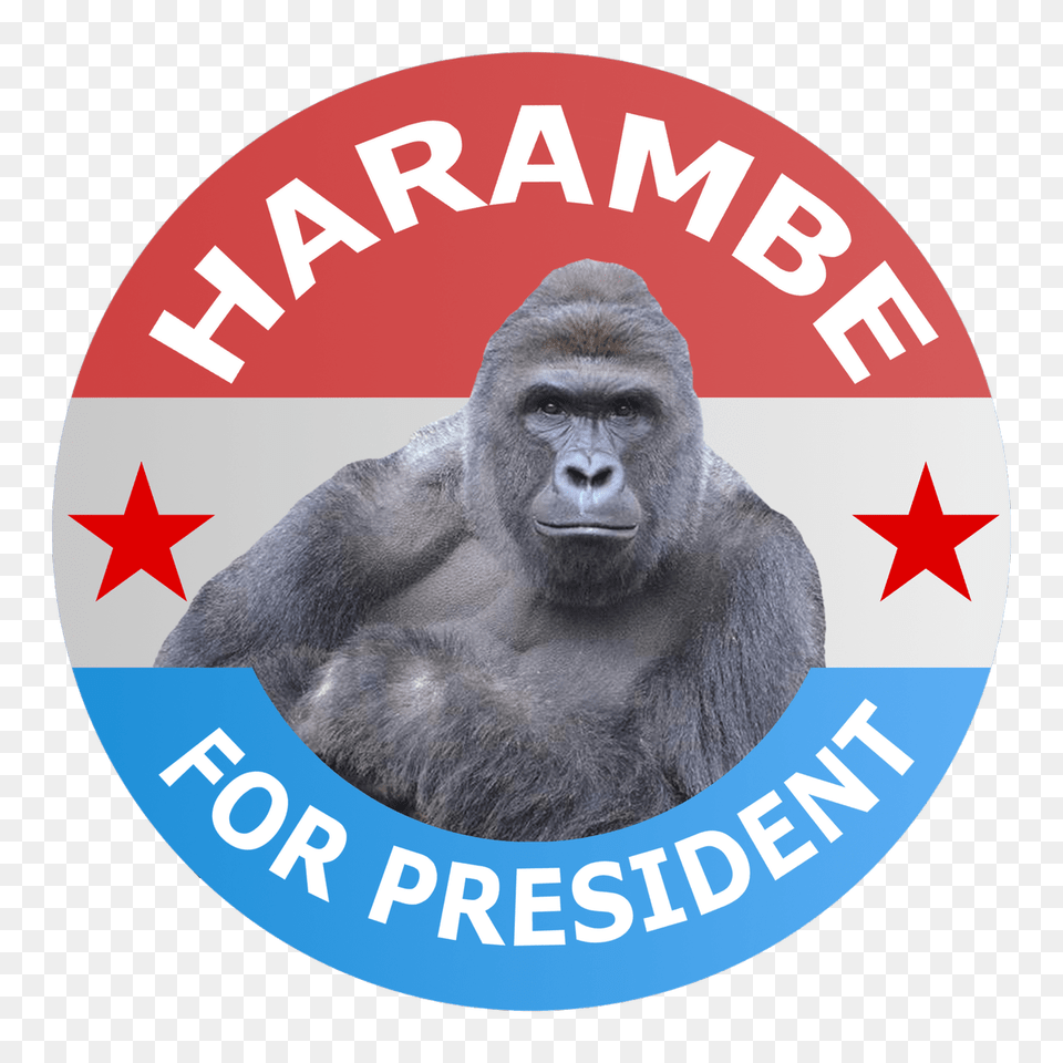 Harambe For President, Animal, Ape, Mammal, Monkey Free Transparent Png