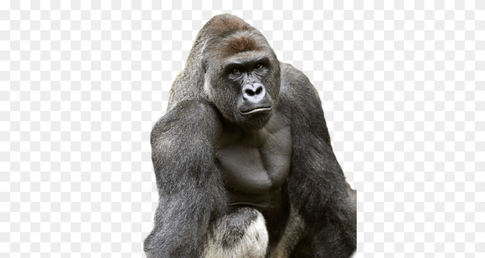 Harambe Gorilla Harambe, Animal, Ape, Mammal, Monkey Png Image