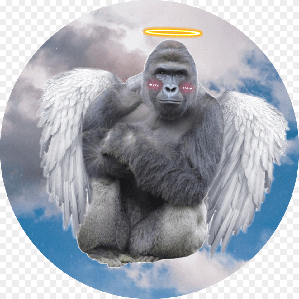 Harambe Harambe Dick Meme, Animal, Ape, Mammal, Photography Free Png Download