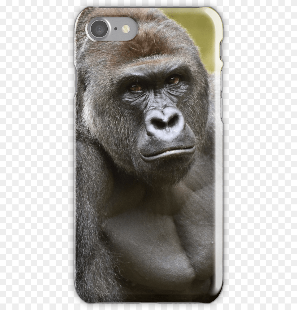 Harambe Iphone 7 Snap Case Harambe Meme, Animal, Ape, Mammal, Monkey Free Png Download