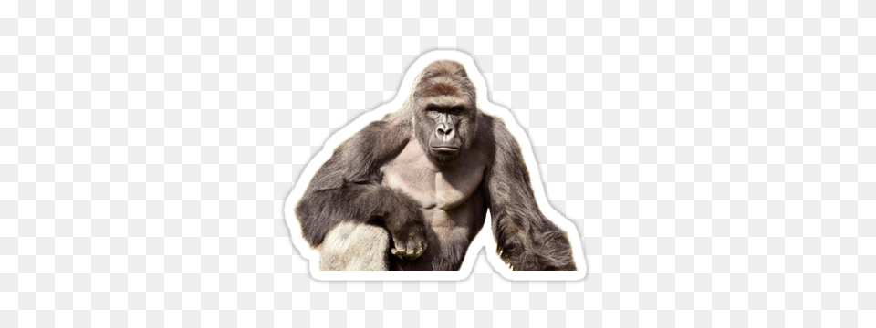 Harambe Sticker, Animal, Ape, Mammal, Wildlife Png Image