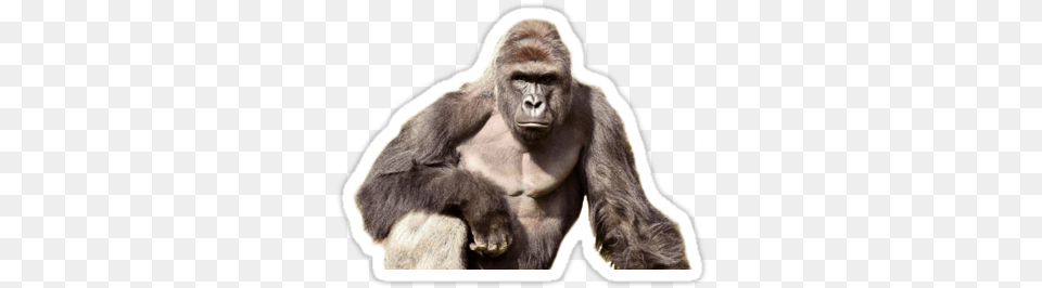 Harambe Sticker Transparent Dangerous Animals, Animal, Ape, Mammal, Monkey Png Image