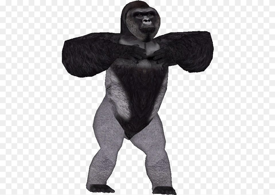 Harambe Transparent Background, Animal, Ape, Mammal, Wildlife Free Png