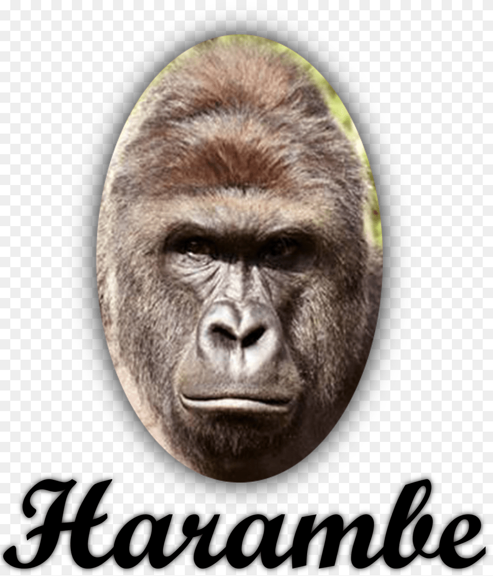 Harambism On Twitter Lenovo 4k 144hz Monitor, Animal, Ape, Mammal, Wildlife Free Png Download