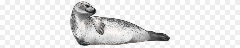 Harbor Seal, Animal, Mammal, Sea Life, Sea Lion Free Transparent Png