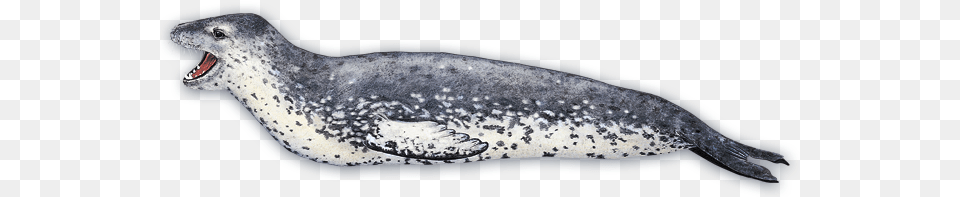 Harbor Seal, Animal, Mammal, Sea Life, Fish Png