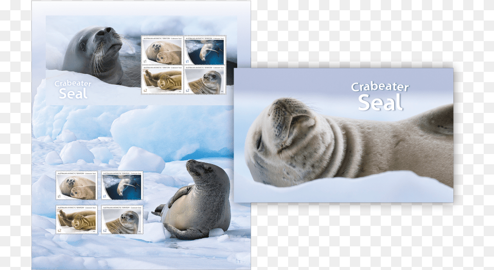 Harbor Seal, Animal, Sea Life, Mammal, Bear Free Png Download