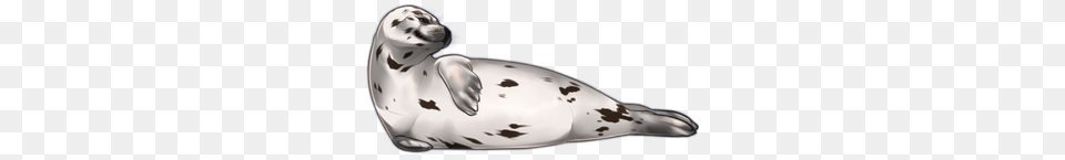 Harbor Seal, Animal, Mammal, Sea Life, Sea Lion Free Png