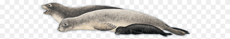 Harbor Seal, Animal, Mammal, Sea Life, Sea Lion Free Png