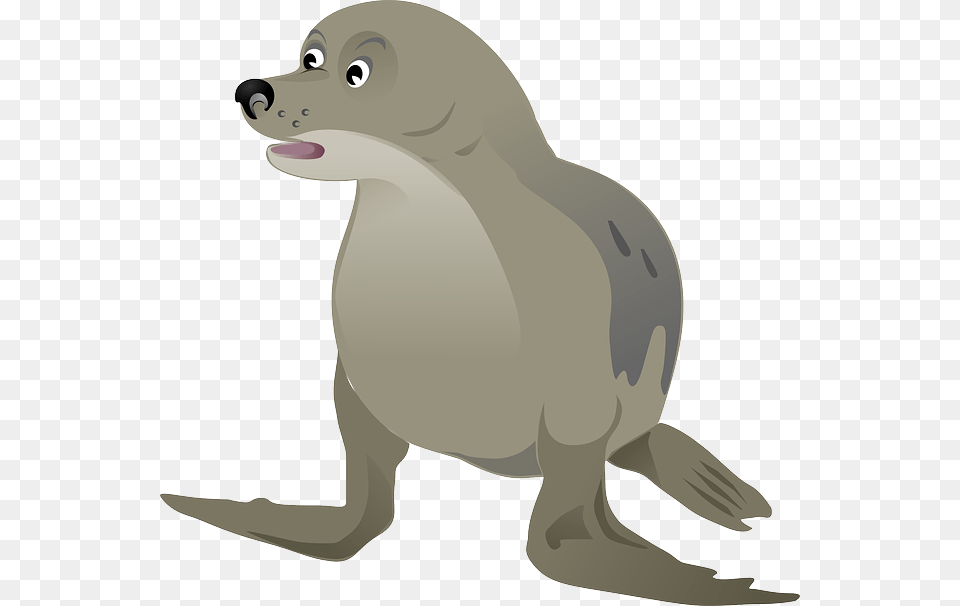 Harbor Seal, Animal, Mammal, Sea Life, Sea Lion Png