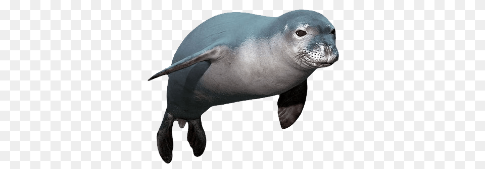 Harbor Seal, Animal, Mammal, Sea Life, Sea Lion Png