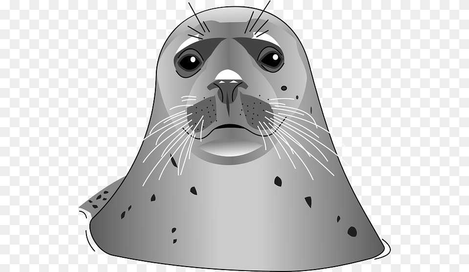 Harbor Seal, Animal, Mammal, Sea Life, Sea Lion Free Png