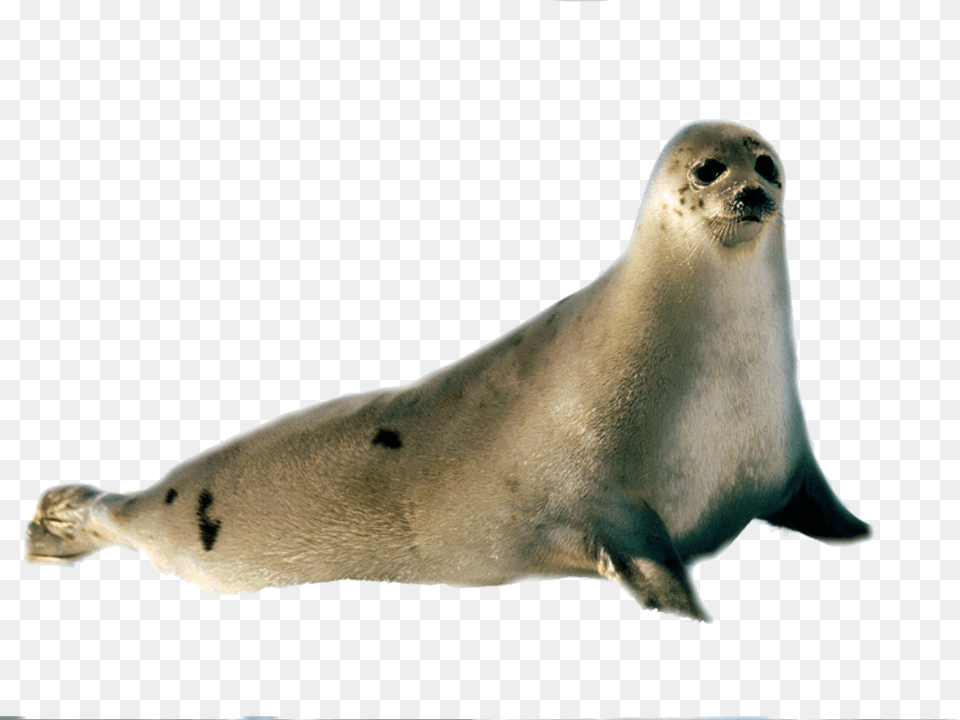 Harbor Seal, Animal, Mammal, Sea Life, Sea Lion Png