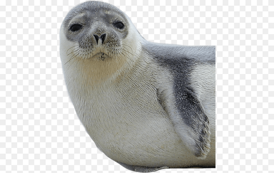 Harbor Seal, Animal, Bird, Mammal, Sea Life Png