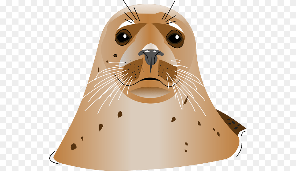 Harbor Seal, Animal, Mammal, Sea Life, Sea Lion Free Png