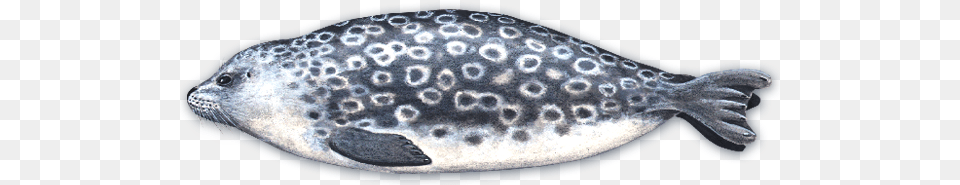 Harbor Seal, Animal, Sea Life, Fish, Puffer Png Image