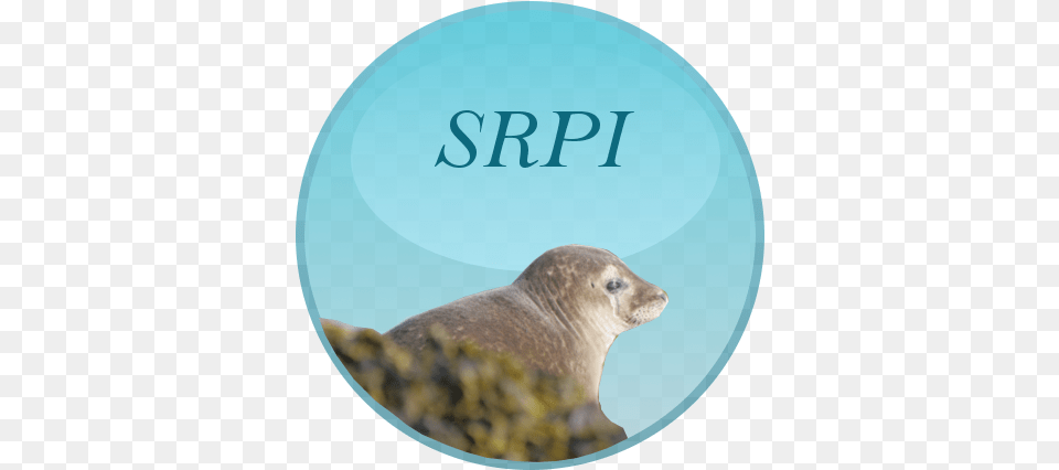 Harbor Seal, Animal, Bear, Mammal, Wildlife Free Png Download