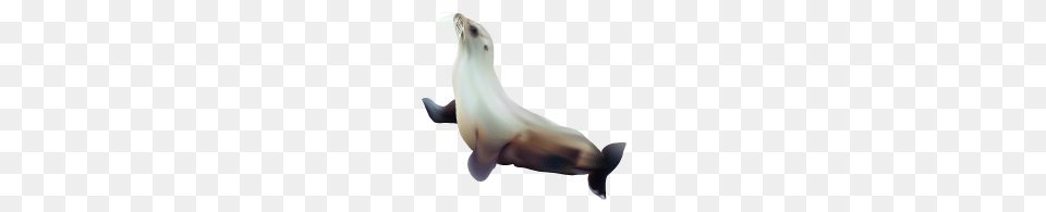 Harbor Seal, Animal, Sea Life, Mammal, Sea Lion Free Png