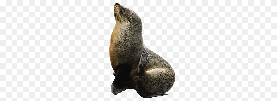 Harbor Seal, Animal, Mammal, Sea Life, Sea Lion Png