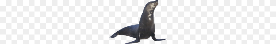 Harbor Seal, Animal, Mammal, Sea Life, Sea Lion Free Transparent Png