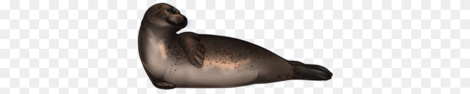 Harbor Seal, Animal, Mammal, Sea Life, Sea Lion Free Png