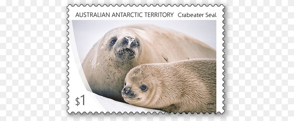 Harbor Seal, Animal, Bear, Mammal, Wildlife Free Png