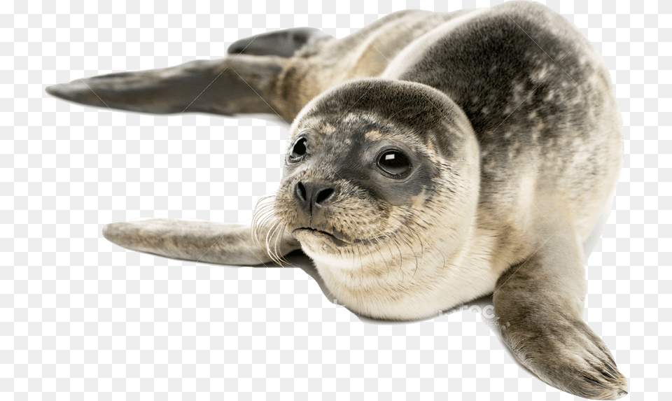 Harbor Seal Seal Meaning In Hindi, Animal, Mammal, Sea Life, Sea Lion Free Png Download