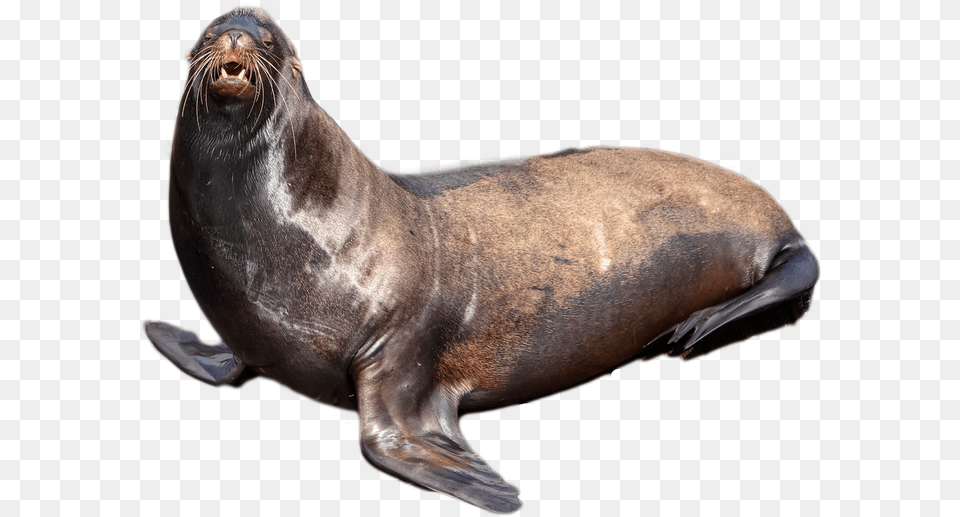 Harbor Seal Seal, Animal, Mammal, Sea Life, Sea Lion Png