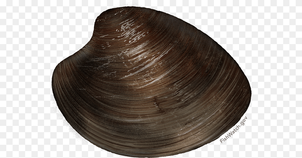 Hard Clamocean Quahog Quahogs, Animal, Clam, Food, Invertebrate Png