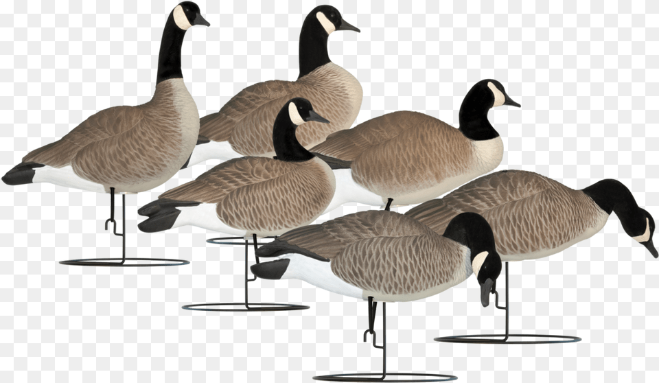 Hardcore Full Body Goose Decoys, Animal, Bird, Waterfowl Free Png Download