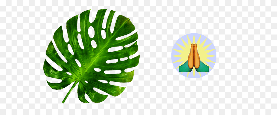 Hardly Un American, Plant, Leaf, Diaper, Person Free Png
