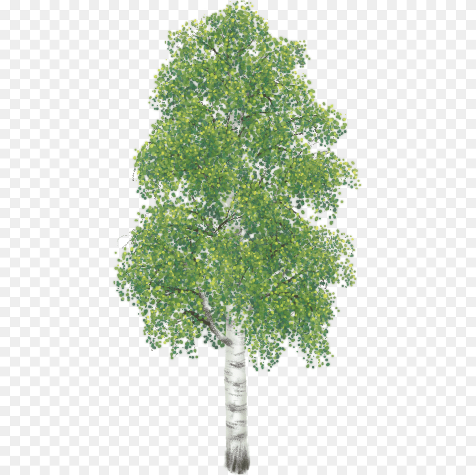 Hardwood Tree, Oak, Plant, Sycamore, Tree Trunk Png Image
