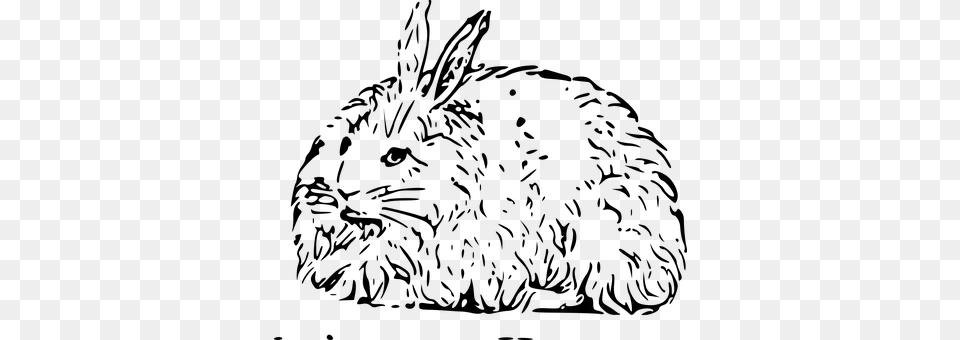 Hare Gray Png Image