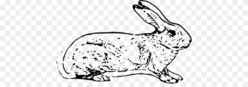 Hare Gray Free Png