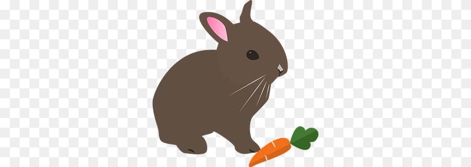 Hare Animal, Mammal, Rabbit, Carrot Free Transparent Png