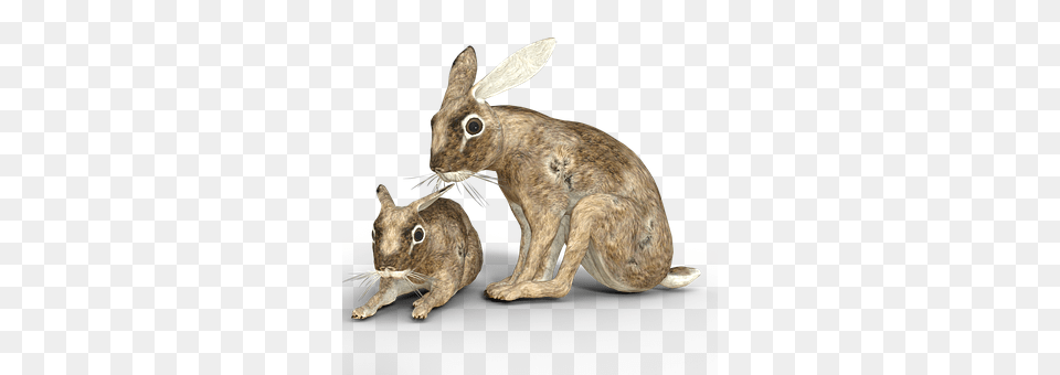 Hare Animal, Mammal, Rodent, Rat Png