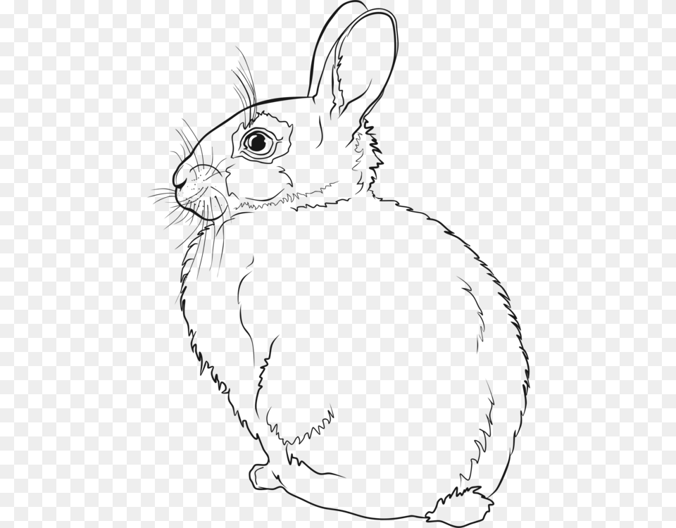 Hare Easter Bunny Rabbit Line Art Drawing Cc0 Line Art Bunny Line Drawing, Animal, Mammal, Person Free Png