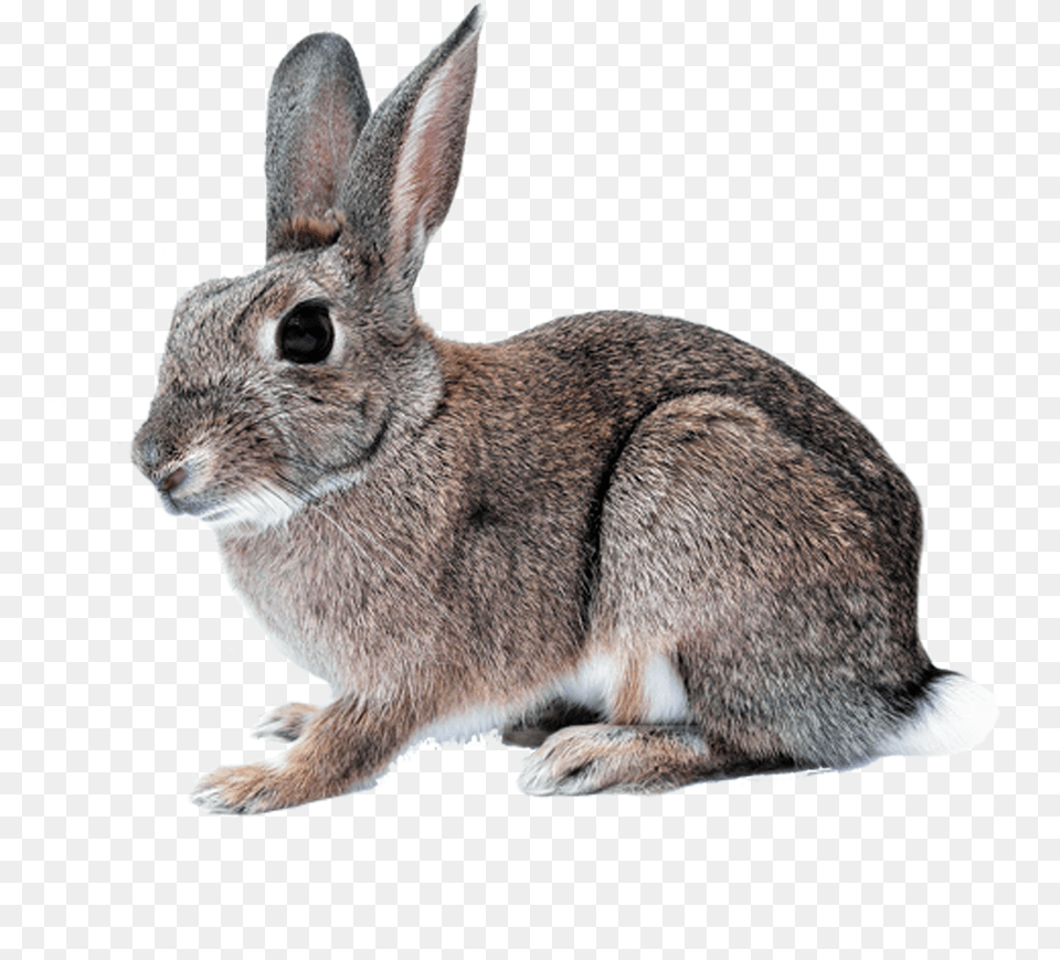 Hare Picture Rabbit With Clear Background, Animal, Mammal, Rat, Rodent Png Image