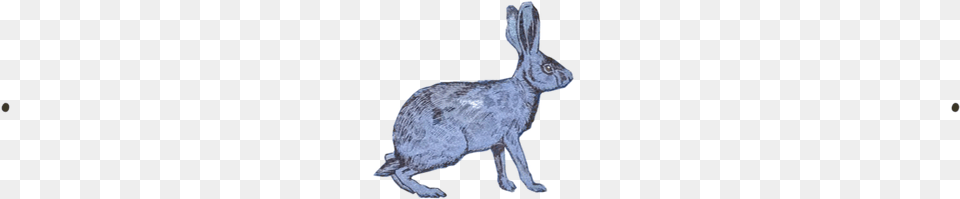 Hare Portable Network Graphics, Animal, Mammal, Rodent, Rabbit Png