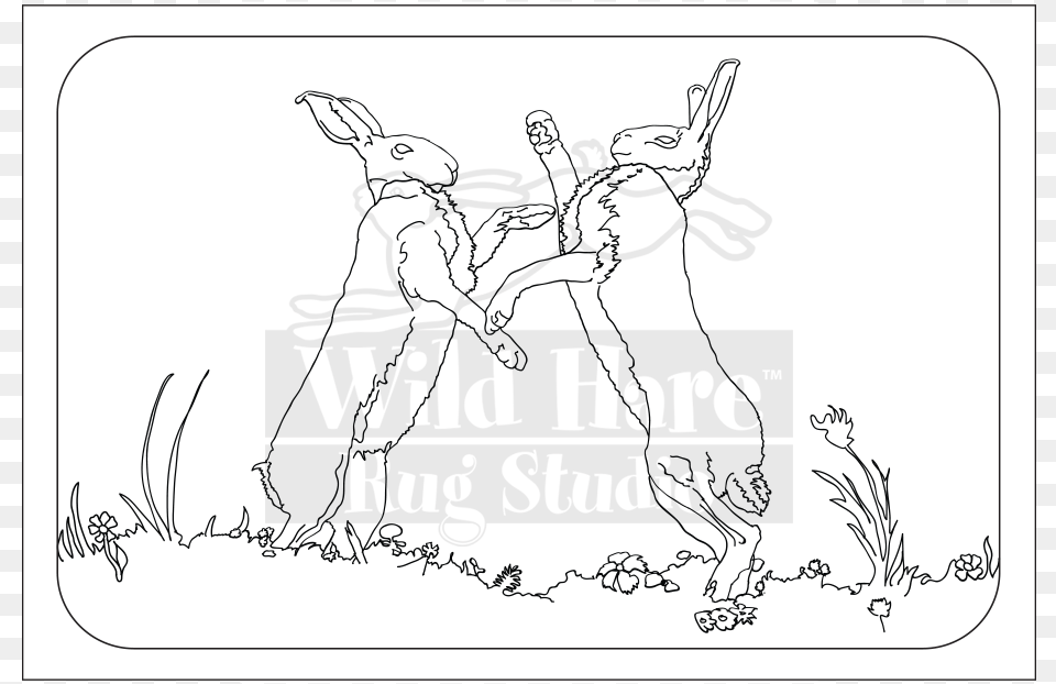Hares Drawing Wild Hare Line Art, Person, Baby, Animal, Mammal Png Image
