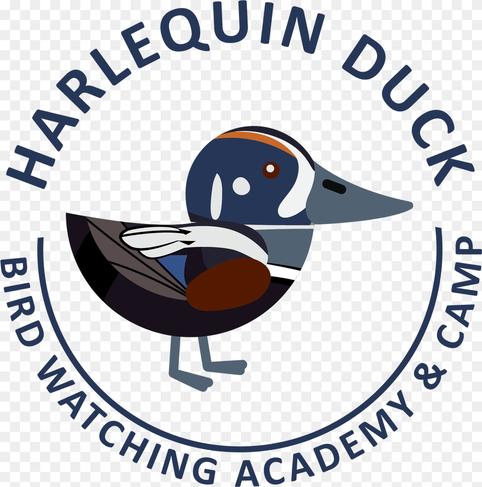 Harlequin Duck Picture Duck, Animal, Bird, Fish, Sea Life Free Transparent Png