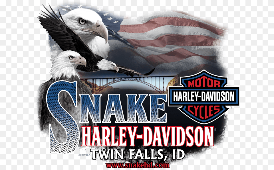Harley Davidson, Animal, Bird, Eagle, Advertisement Png Image