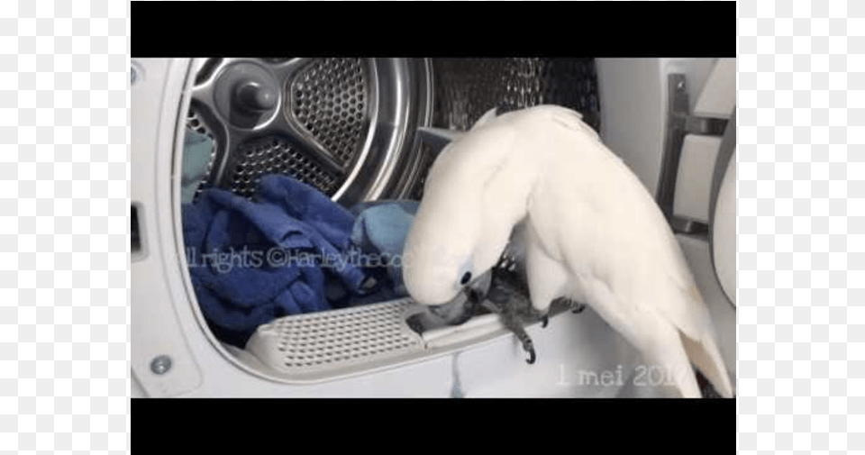 Harley The Cockatoo Is Busy With Laundry Sulphur Crested Cockatoo, Animal, Canine, Dog, Mammal Png Image