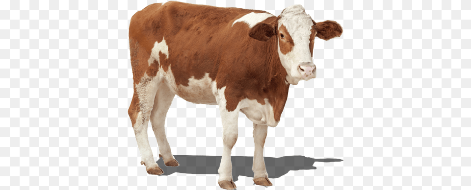 Harness The Power Of Genetics With Agboost Khe Umschubsen, Animal, Cattle, Cow, Livestock Free Png Download