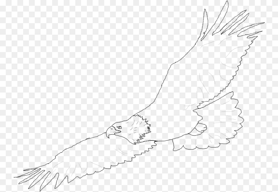 Harpy Eagle Clipart Easy Drawing Sketch, Animal, Bird, Vulture, Flying Free Png Download