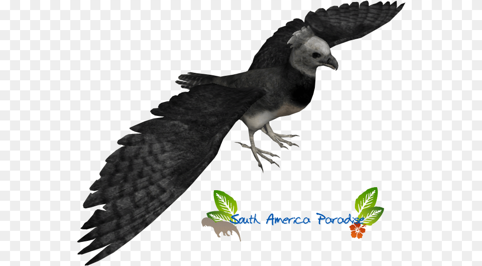 Harpy Eagle Clipart Harper Claw, Animal, Bird, Vulture Free Png
