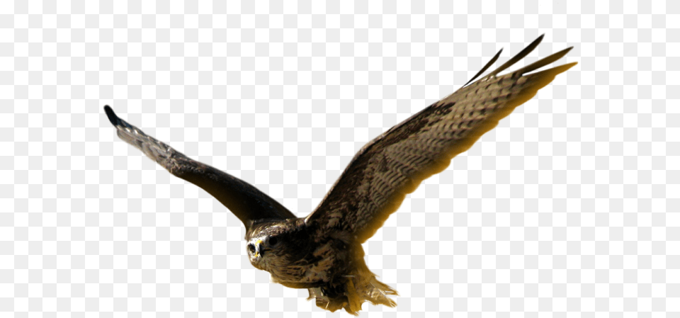 Harrier, Animal, Bird, Buzzard, Hawk Png Image