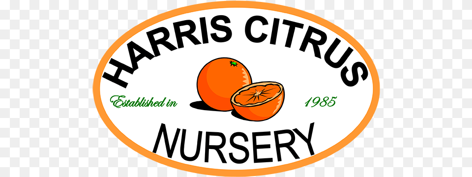 Harris Citrus Nursery Home Bergamot Orange, Citrus Fruit, Food, Fruit, Plant Free Png Download